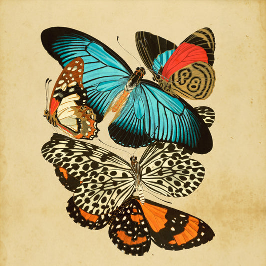 Butterflies" 12x12" Archival Poster on Artist Grade BFK Reeves Paper