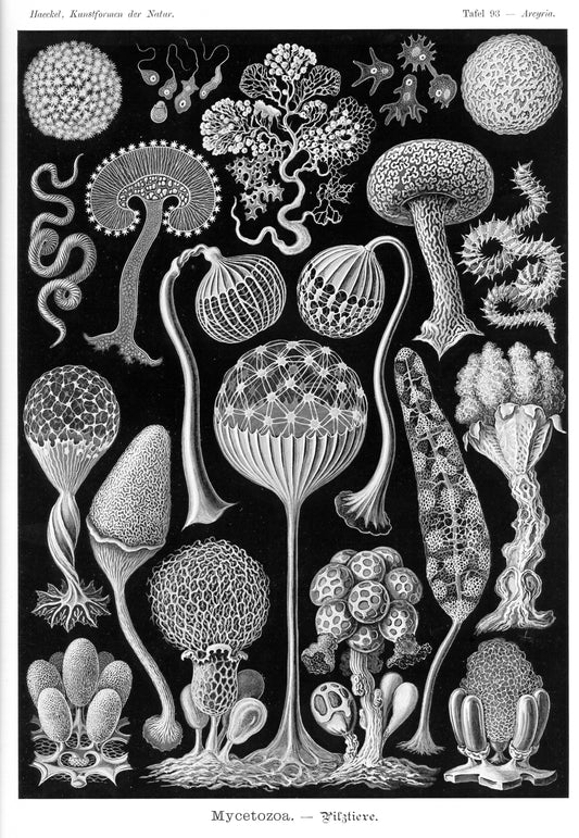 Mycetozoa Slime Molds  13x19" Archival Poster on Artist Grade BFK Reeves Paper