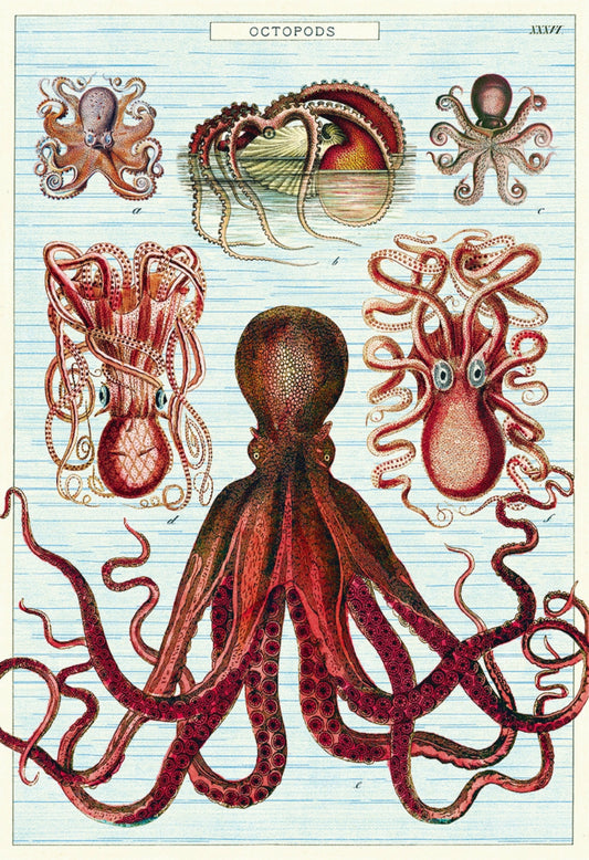 Octopods  13x19" Archival Poster on Artist Grade BFK Reeves Paper