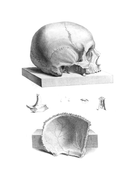 Skull Top and Skull  13x19" Archival Poster on Artist Grade BFK Reeves Paper